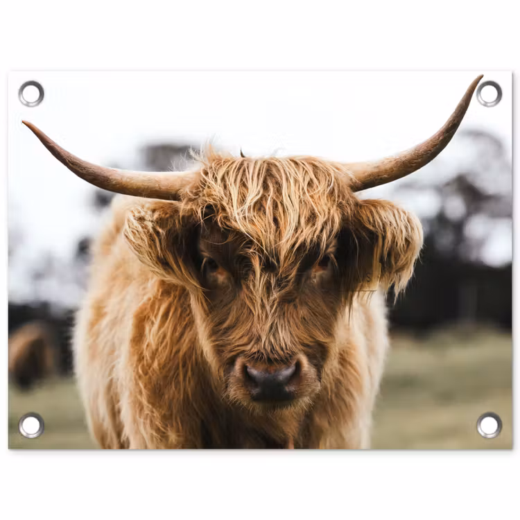 Tuinposter - Schotse Hooglander - Koe - Gras - Dieren - Natuur — 1