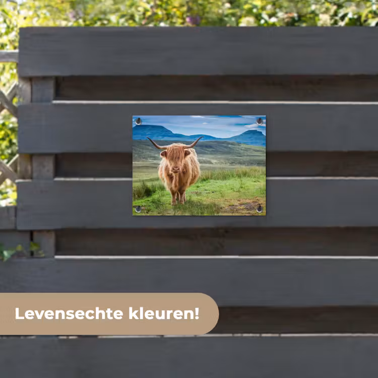 Tuinposter - Schotse hooglander - Koe - Natuur - Berg - Gras — 6