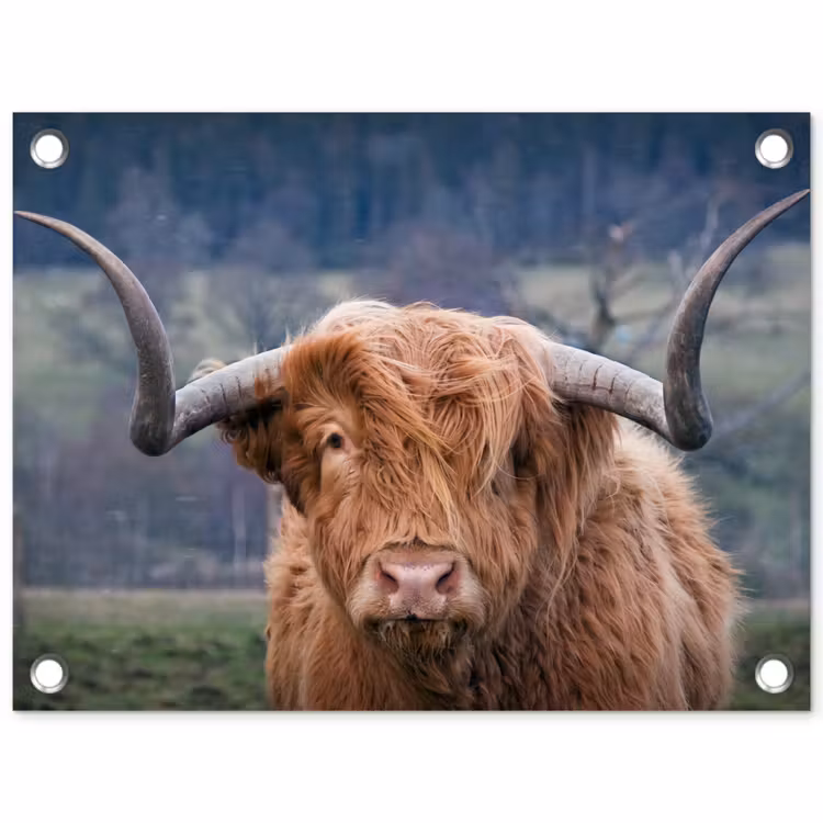 Tuinposter - Schotse Hooglander - Koeienkop - Landschap - Natuur - Koe — 1