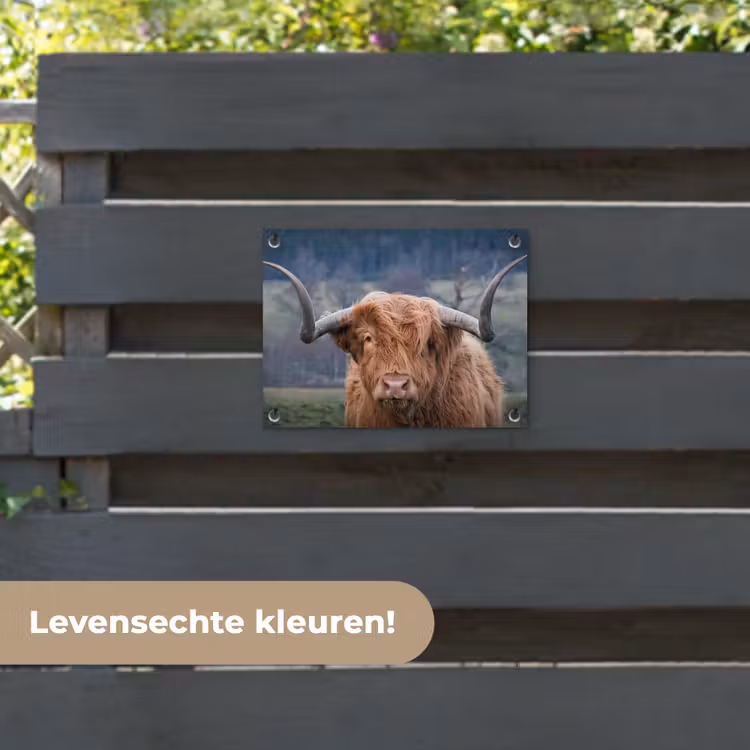 Tuinposter - Schotse Hooglander - Koeienkop - Landschap - Natuur - Koe — 6