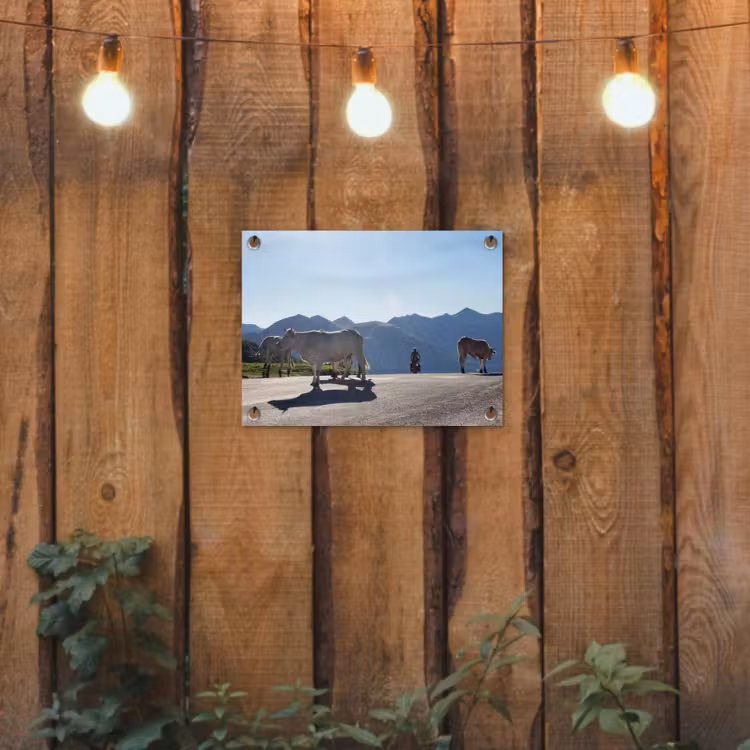 Tuinposter - Schotse hooglander - Licht - Berg - Natuur — 3