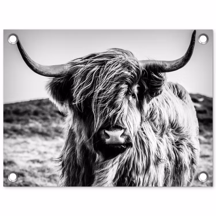 Tuinposter - Schotse hooglander - Natuur - Koe - Zwart - Wit — 1