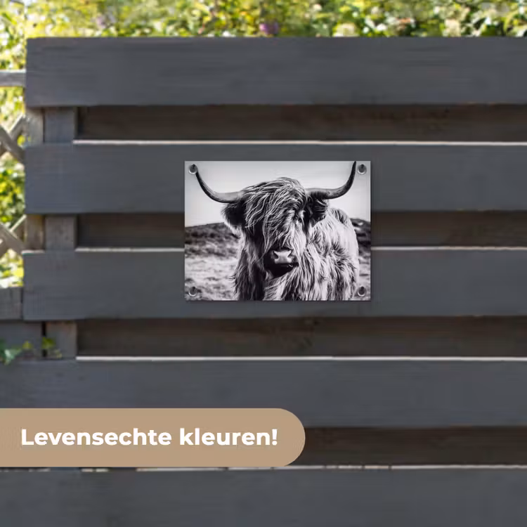 Tuinposter - Schotse hooglander - Natuur - Koe - Zwart - Wit — 6