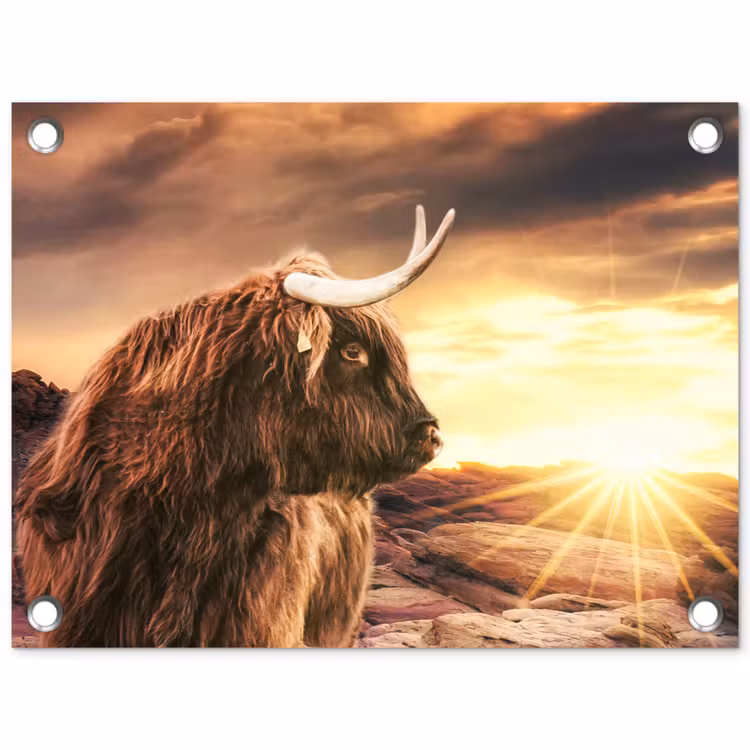 Tuinposter - Schotse hooglander - Zon - Horizon - Koe - Dieren — 1
