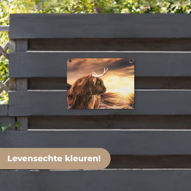 Tuinposter - Schotse hooglander - Zon - Horizon - Koe - Dieren — 6
