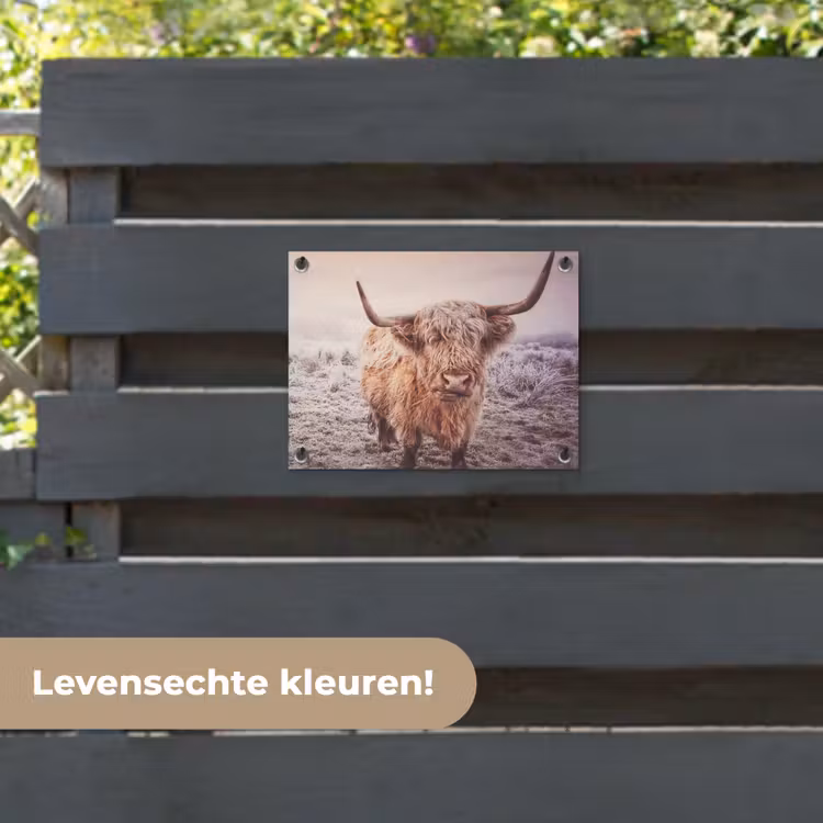 Tuinposter - Schotse hooglanders - Licht - Lucht - Natuur — 6