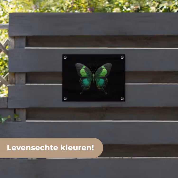 Tuinposter - Vlinder - Groen - Opvallend — 6