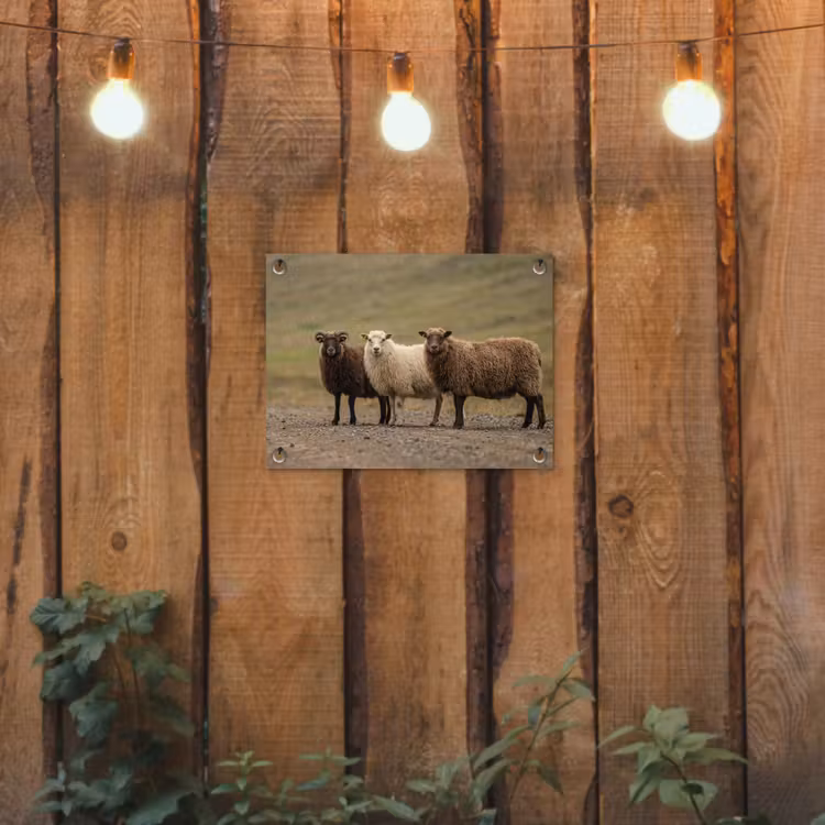 Tuinposter - Schapen - Bruin - Wit - Grindpad — 2