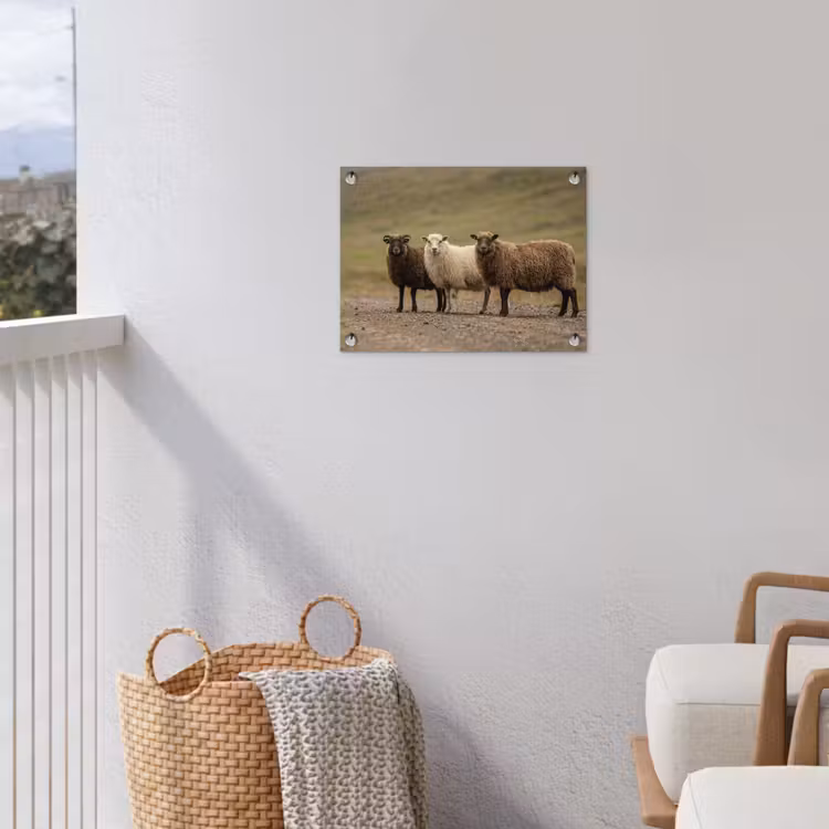 Tuinposter - Schapen - Bruin - Wit - Grindpad — 5