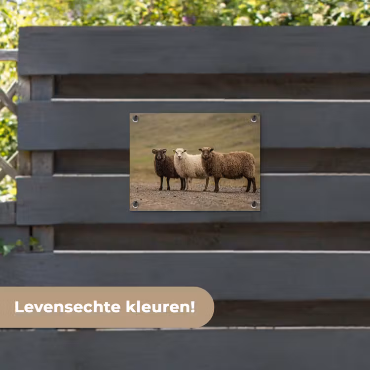 Tuinposter - Schapen - Bruin - Wit - Grindpad — 6