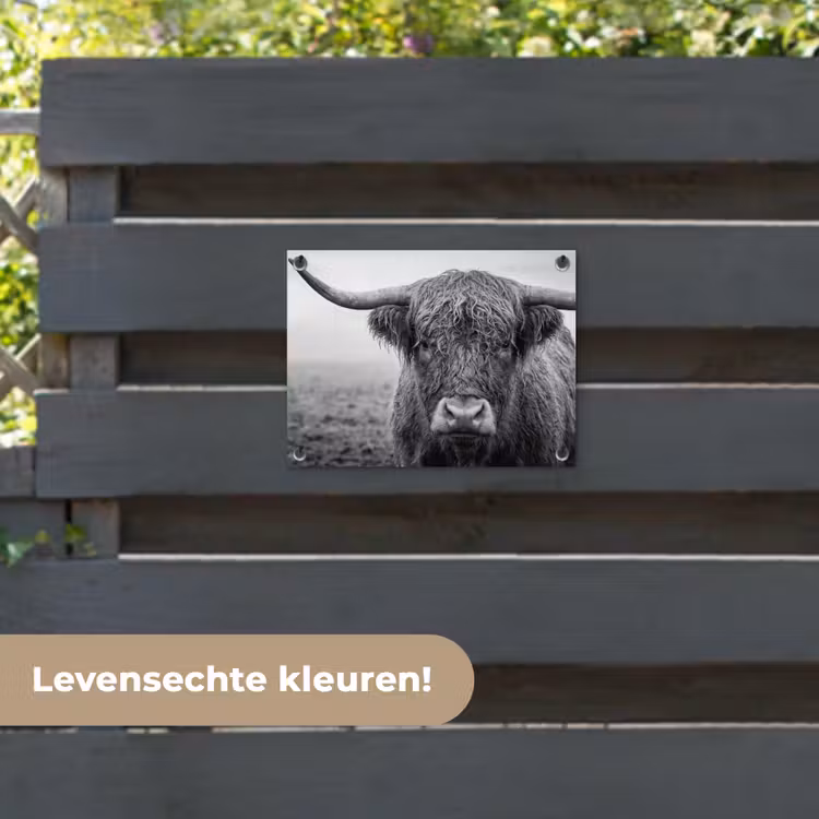 Tuinposter - Schotse hooglander - Zwart - Wit - Gras — 6