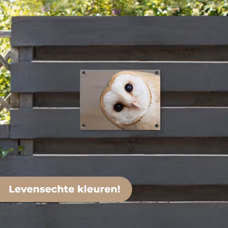 Tuinposter - Uil - Bruin - Wit — 6