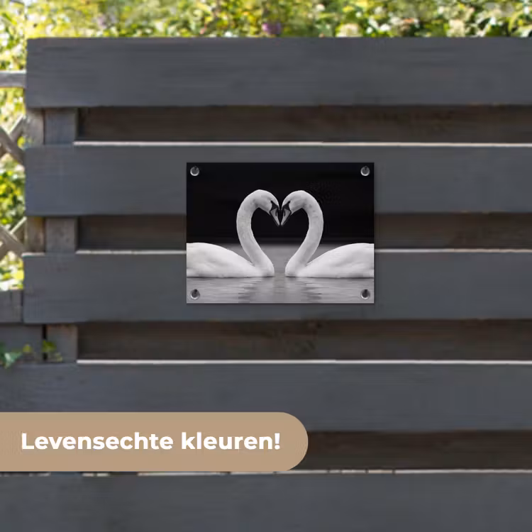 Tuinposter - Zwanen - Hart - Zwart - Wit — 6
