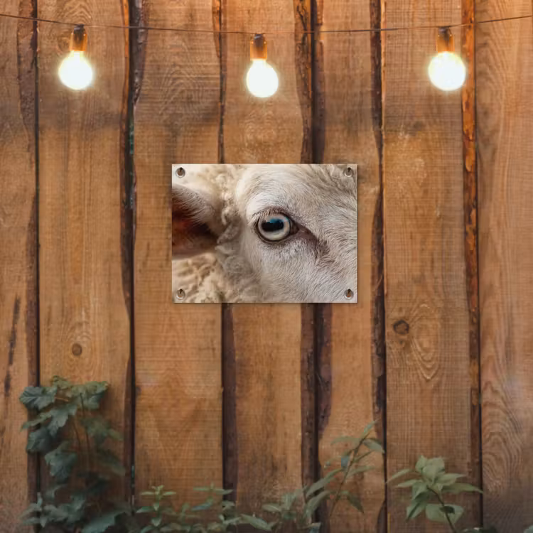 Tuinposter - Schaap - Oog - Wit — 2