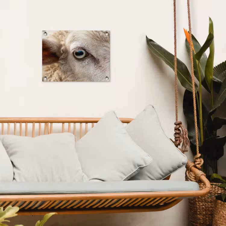 Tuinposter - Schaap - Oog - Wit — 4