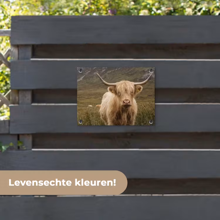 Tuinposter - Schotse hooglander - Bergen - Grasveld — 6