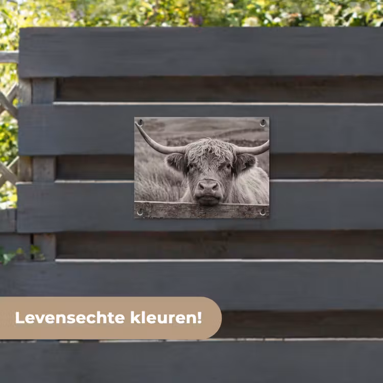 Tuinposter - Schotse hooglander - Zwart - Wit - Hout — 6