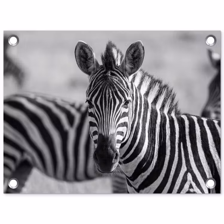 Tuinposter - Zebra's - Zwart - Wit — 1
