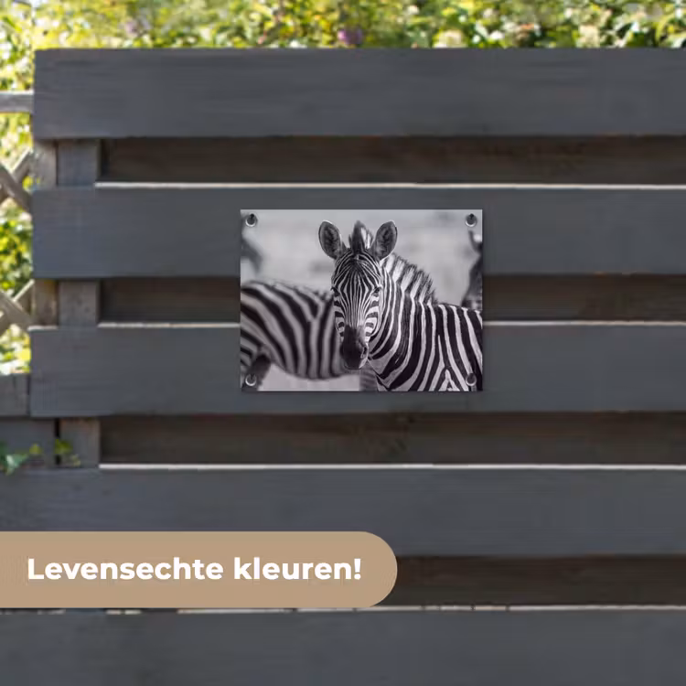 Tuinposter - Zebra's - Zwart - Wit — 6