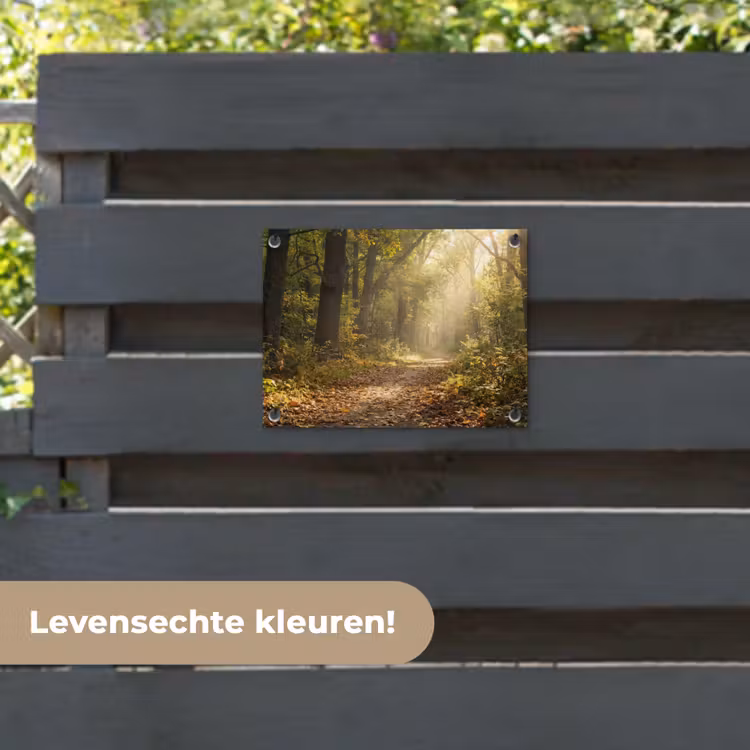 Tuinposter - Zonlicht - Bospad - Bomen — 6