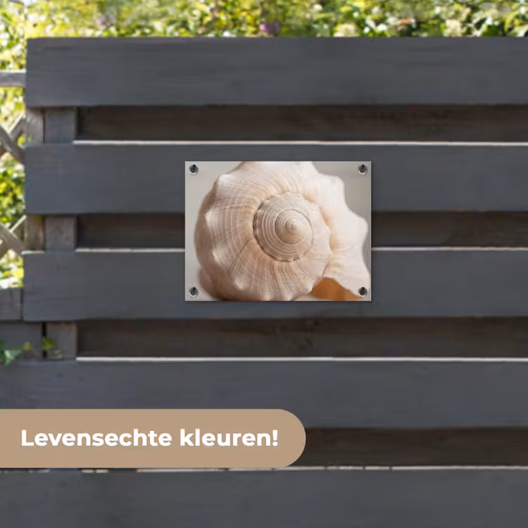 Tuinposter - Schelp - Detail - Beige — 6