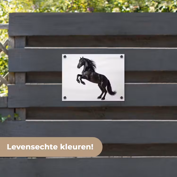 Tuinposter - Zwart - Paard - Portret — 6