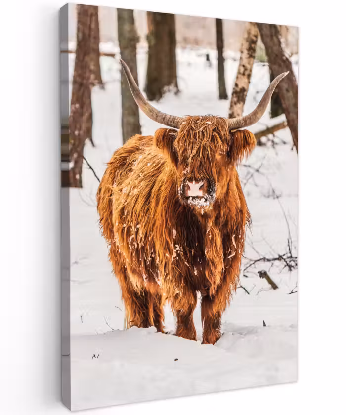 Buiten canvas - Schotse Hooglander - Sneeuw - Winter - Natuur - Dieren