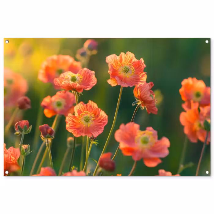 Tuinposter - Bloemenveld - Zonnestralen - Oranje