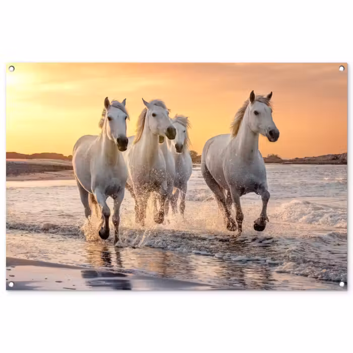 Tuinposter - Witte paarden galopperen langs de kust