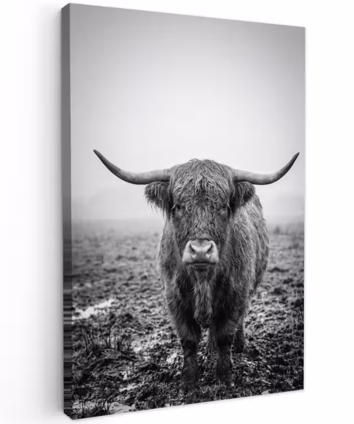 Buiten canvas - Schotse hooglander - Zwart - Wit - Gras