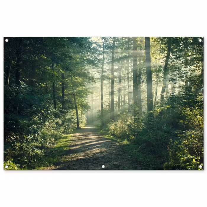 Tuinposter - Bos - Pad - Zon - Bomen - Groen - Natuur