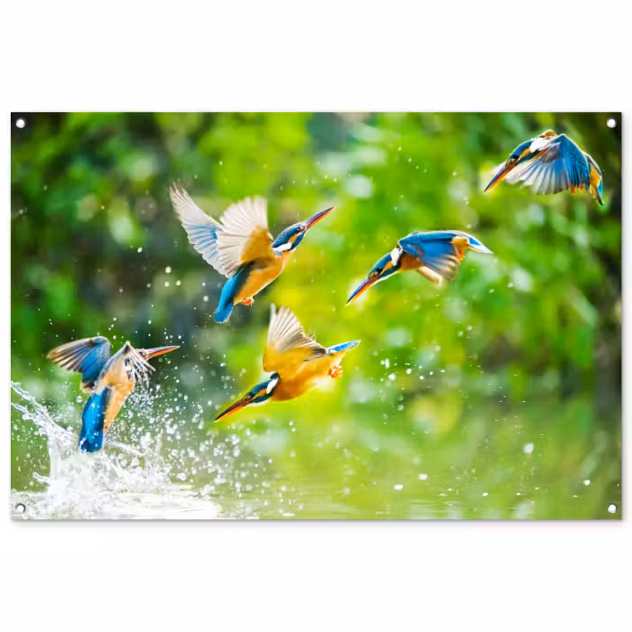 Tuinposter - IJsvogels vliegen in het water
