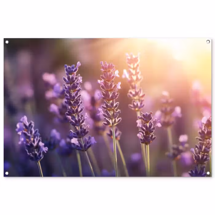 Tuinposter - Lavendelbloemen - Paars - Zonlicht
