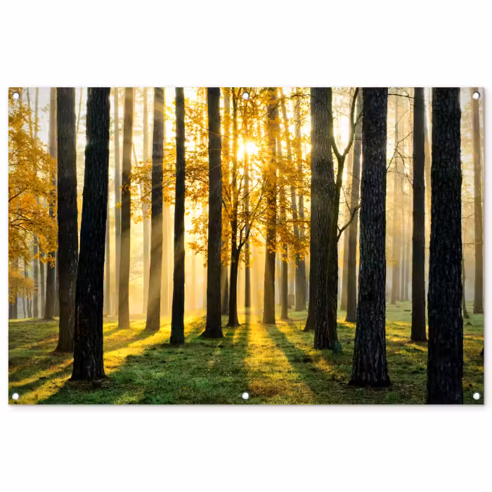 Tuinposter - Bos - Zon - Bomen - Gras - Landschap - Natuur