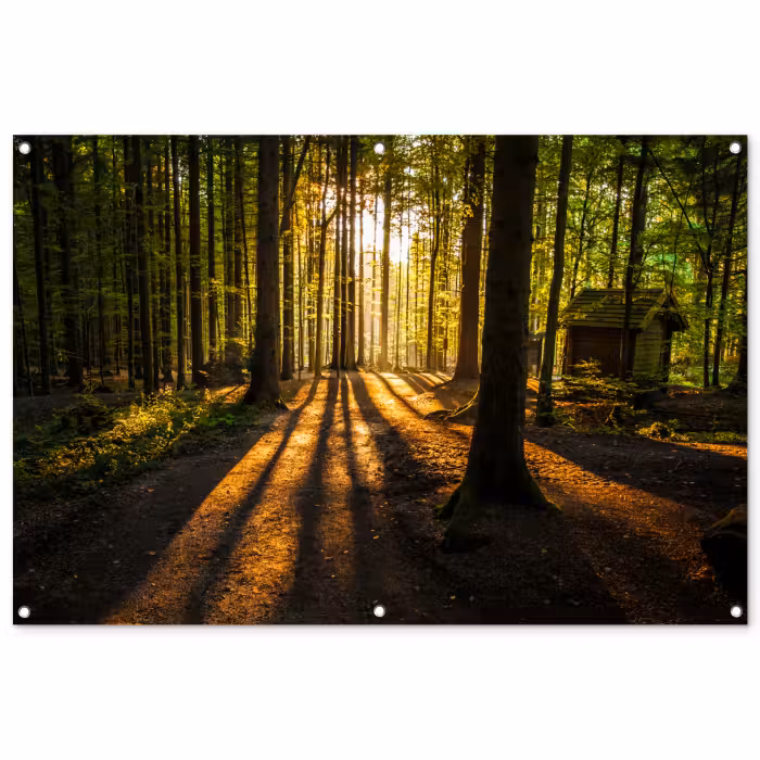 Tuinposter - Zon - Bomen - Bos - Landschap - Natuur