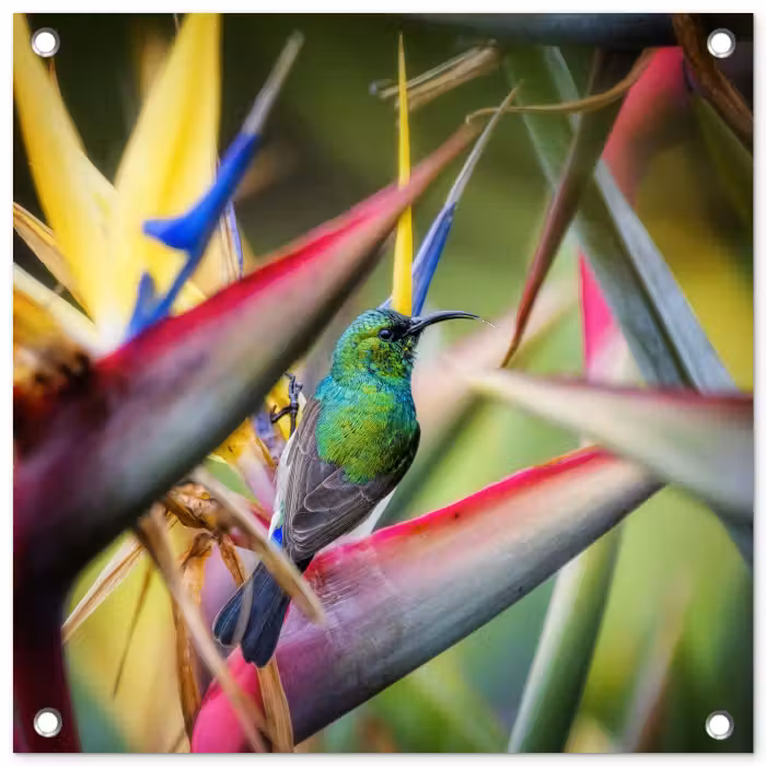 Tuinposter - Kleurrijke vogel tussen allemaal kleurrijke platen