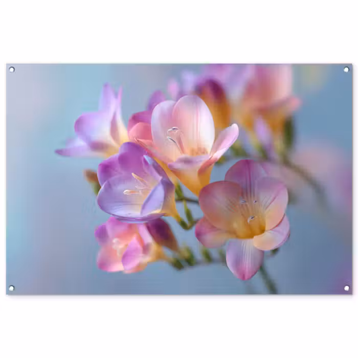 Tuinposter - Bloemen - Paars - Overloop - Meeldraden