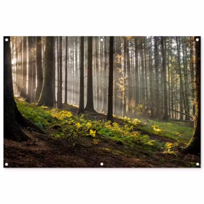 Tuinposter - Zon - Takken - Bomen - Bos - Natuur