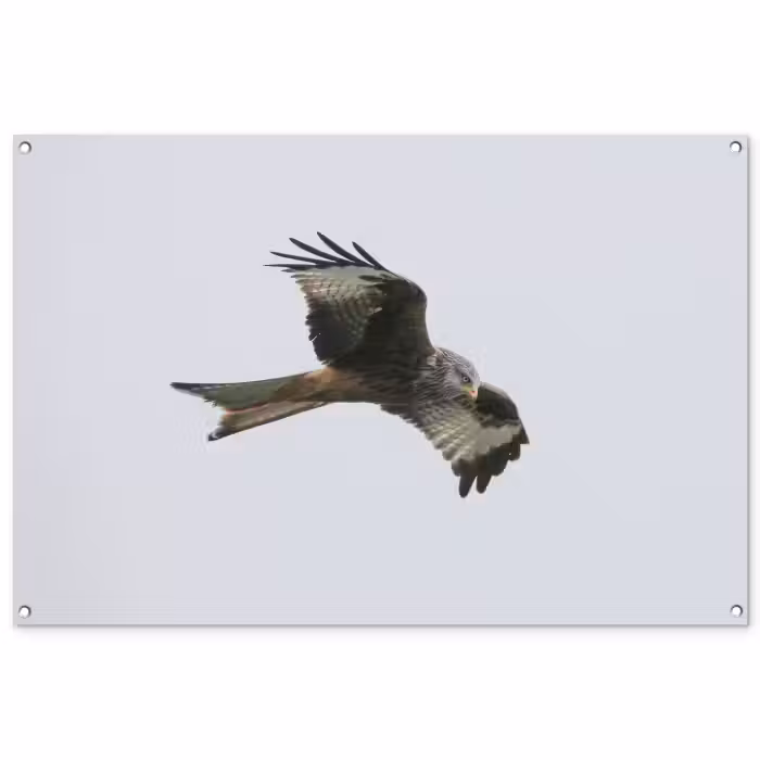 Tuinposter - Vogel - Roofvogel - Vliegen