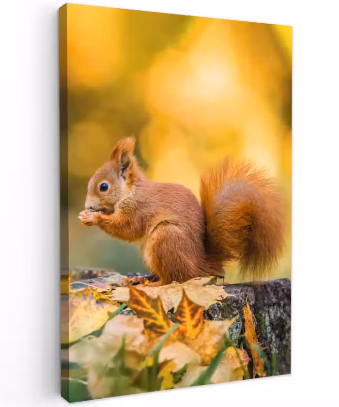 Buiten canvas - Eekhoorn - Herfst - Bosdieren - Herfstbladeren - Bos