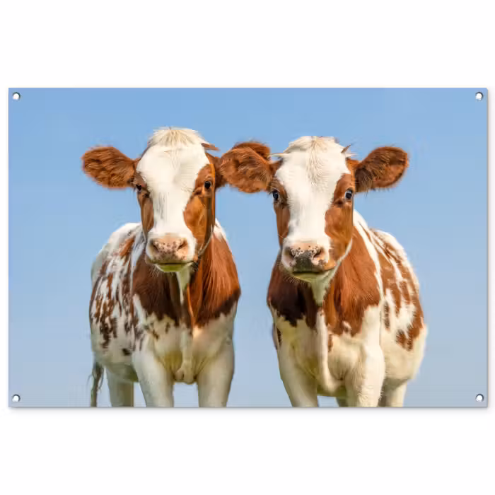 Tuinposter - Twee kalveren in de weide