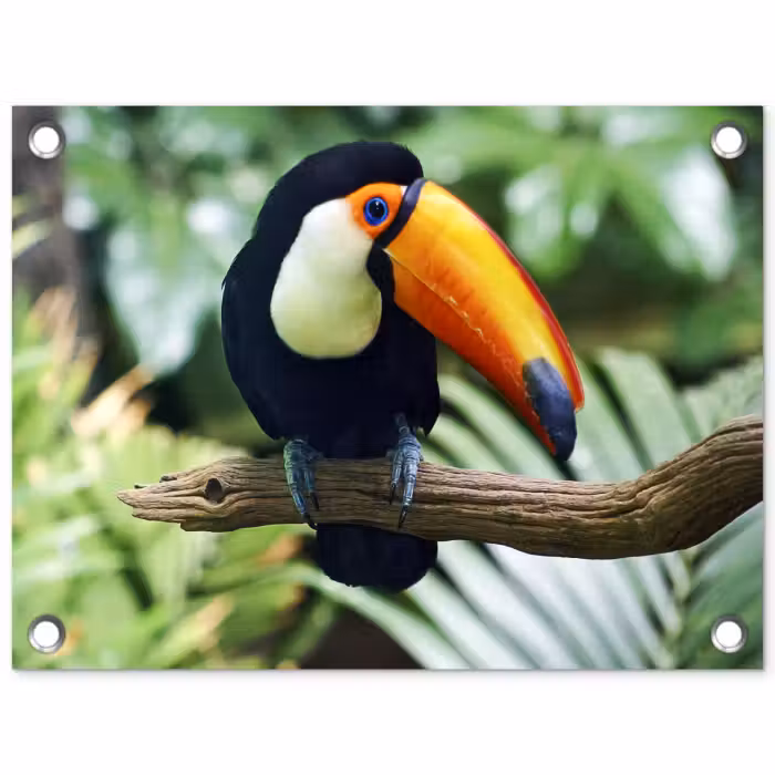 Tuinposter - Toekan - Vogel - Jungle