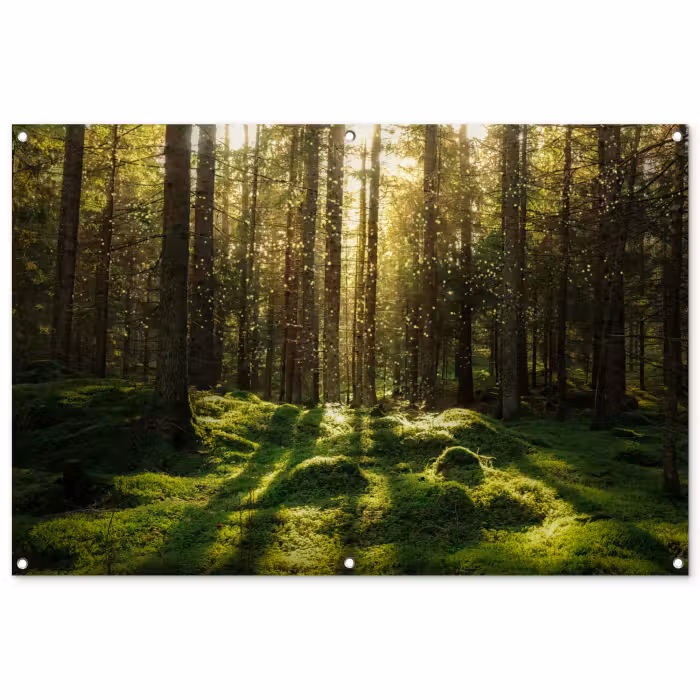 Tuinposter - Bomen - Bos - Mos - Planten - Zon - Natuur