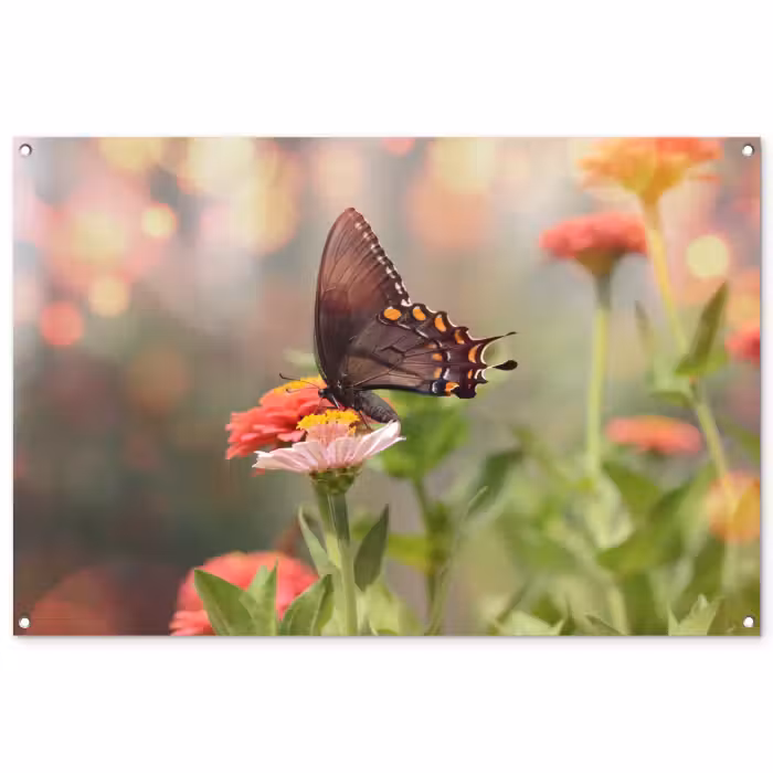 Tuinposter - Vlinder op zomerbloem