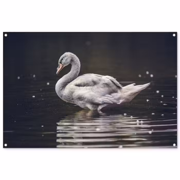 Tuinposter - Vogel - Zwaan - Water