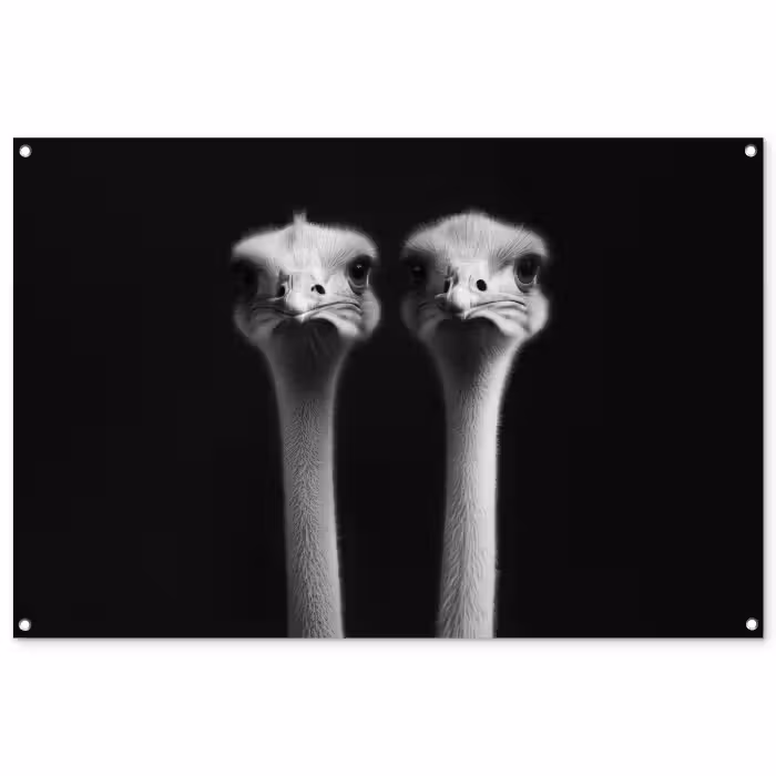 Tuinposter - Struisvogels - Halzen - Zwart - Minimalistisch