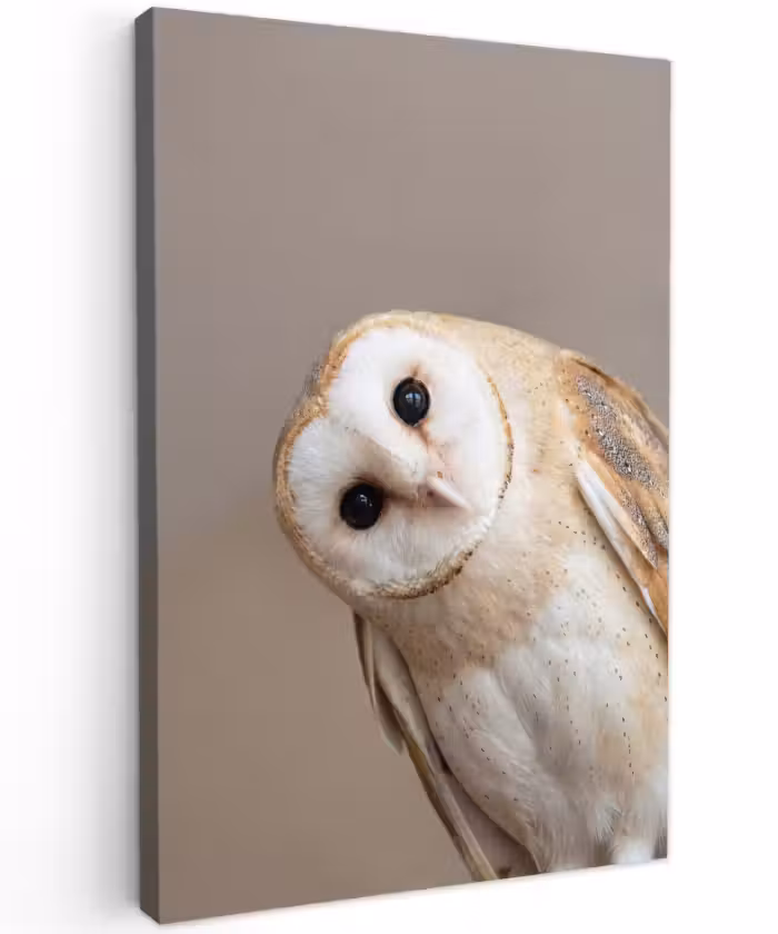Buiten canvas - Uil - Bruin - Wit