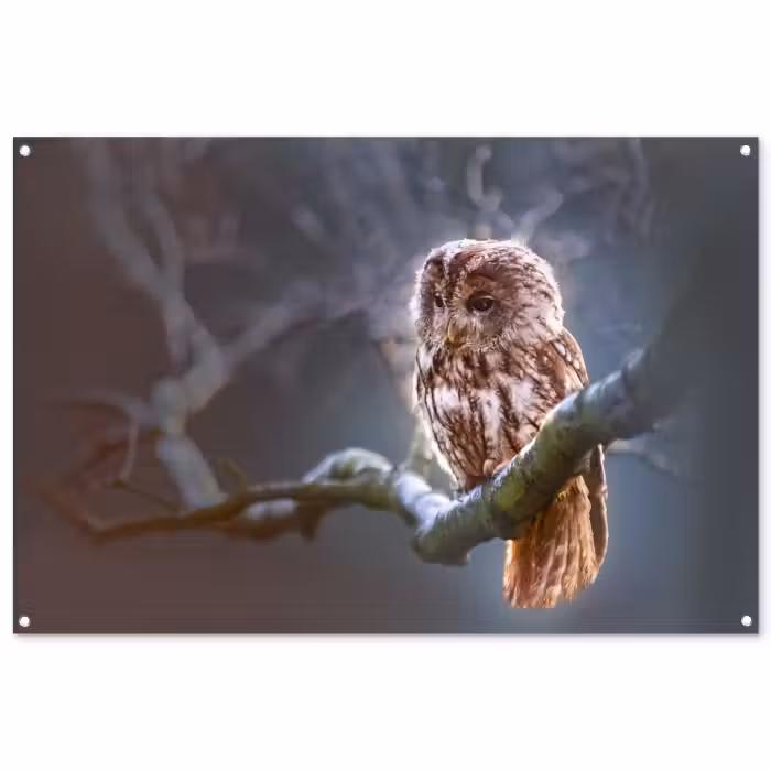 Tuinposter - Vogel - Uil - Steenuil