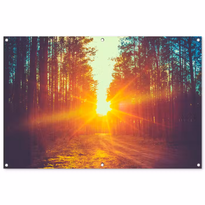 Tuinposter - Zonsondergang - Bomen - Bos - Natuur